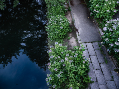 伏見の水路の遊歩道の紫陽花