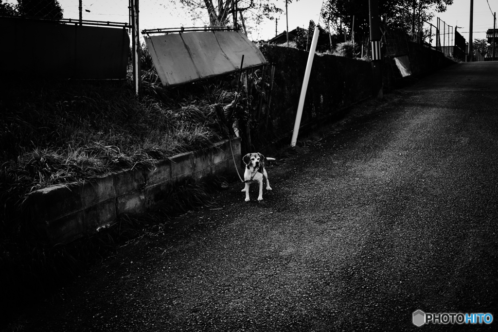 待つ犬