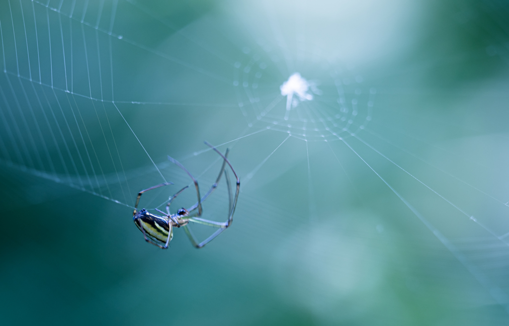 今巣作ってんねん！！邪魔せんといてや！！