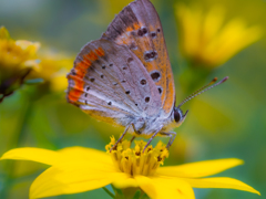 最近ベニシジミばっかり