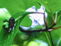 花筏と小さな蜘蛛