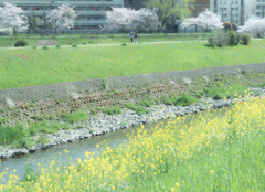 春の河原