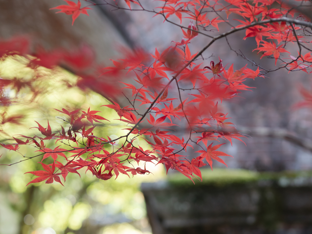 水路閣の紅葉