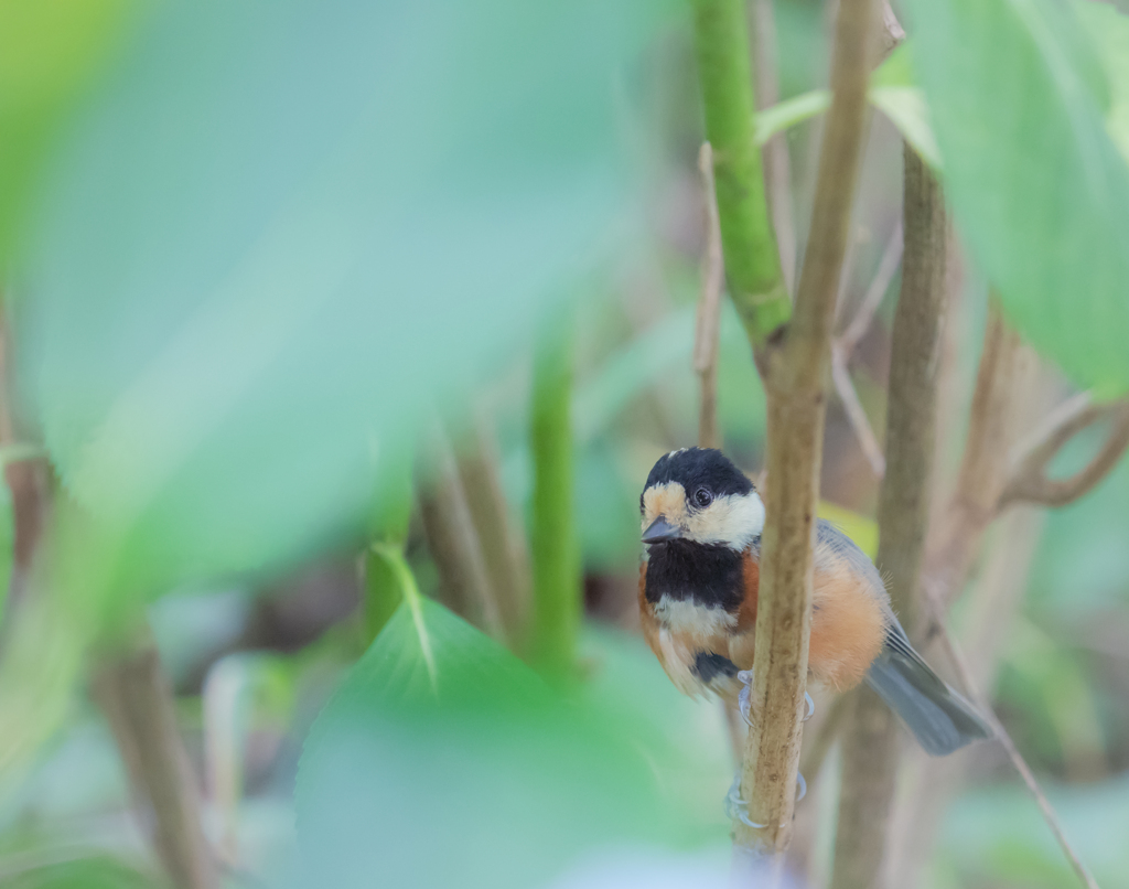 僕はどこにも行かないよ