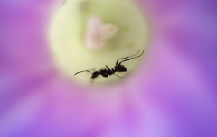 アリさんの隠れ家