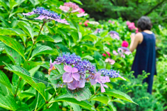 植物園の紫陽花
