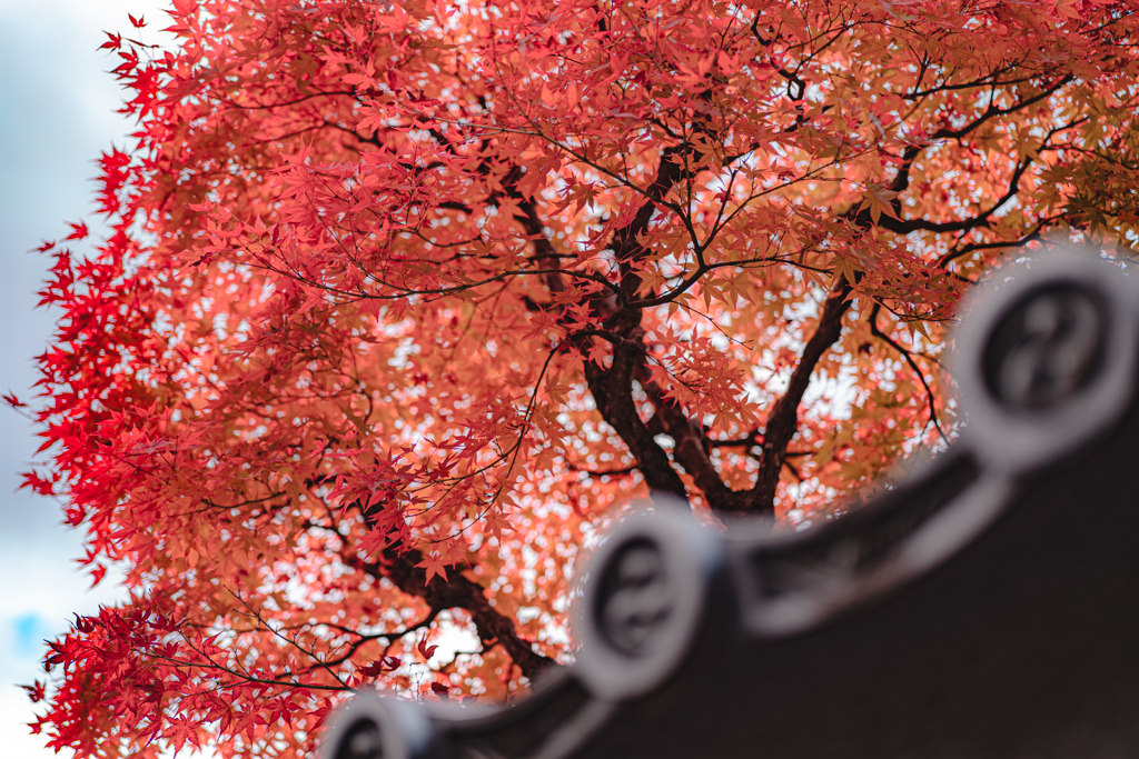 綺麗で元気な紅葉