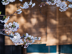 窓を開ければ桜が見れる