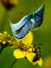 蜂来る逃げる蝶逃げる