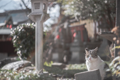 にゃんだてめ〜