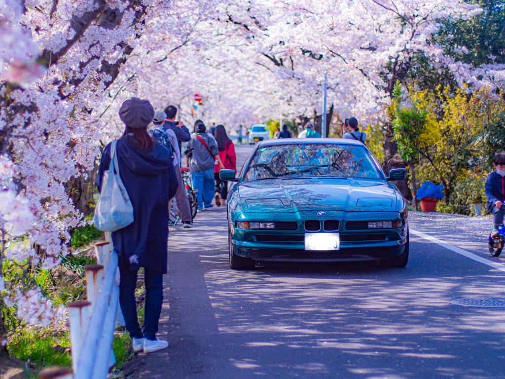 桜BMW
