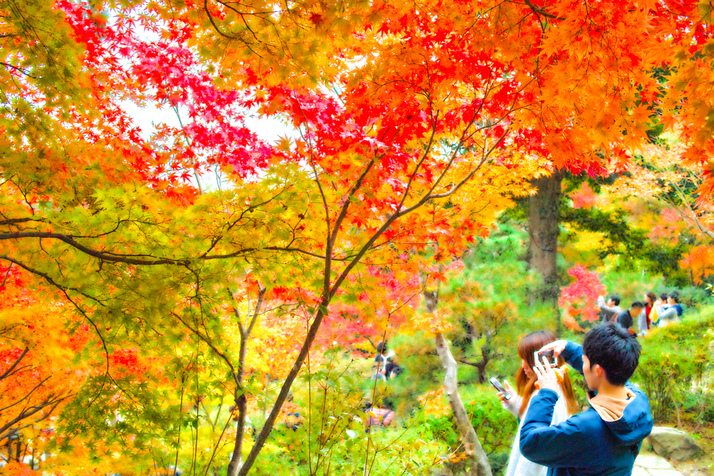 紅葉を撮る人を撮る