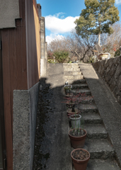 階段に並ぶ鉢植え