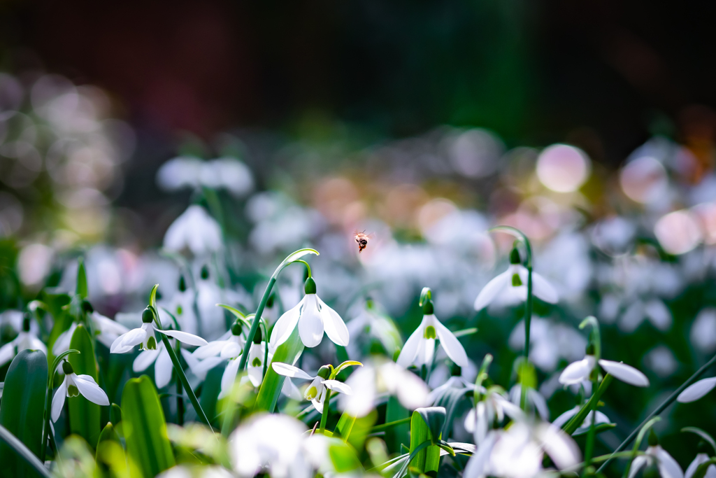 スノードロップ