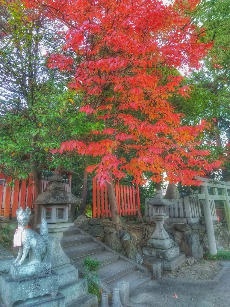 お稲荷さんと紅葉する木