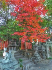 お稲荷さんと紅葉する木