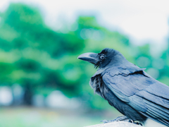 よく見るとカラスもかわいい