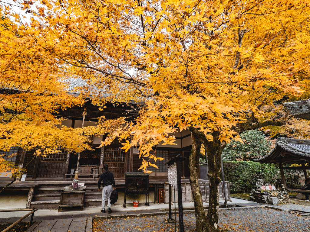 黄色い大きな葉っぱの紅葉