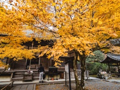 黄色い大きな葉っぱの紅葉