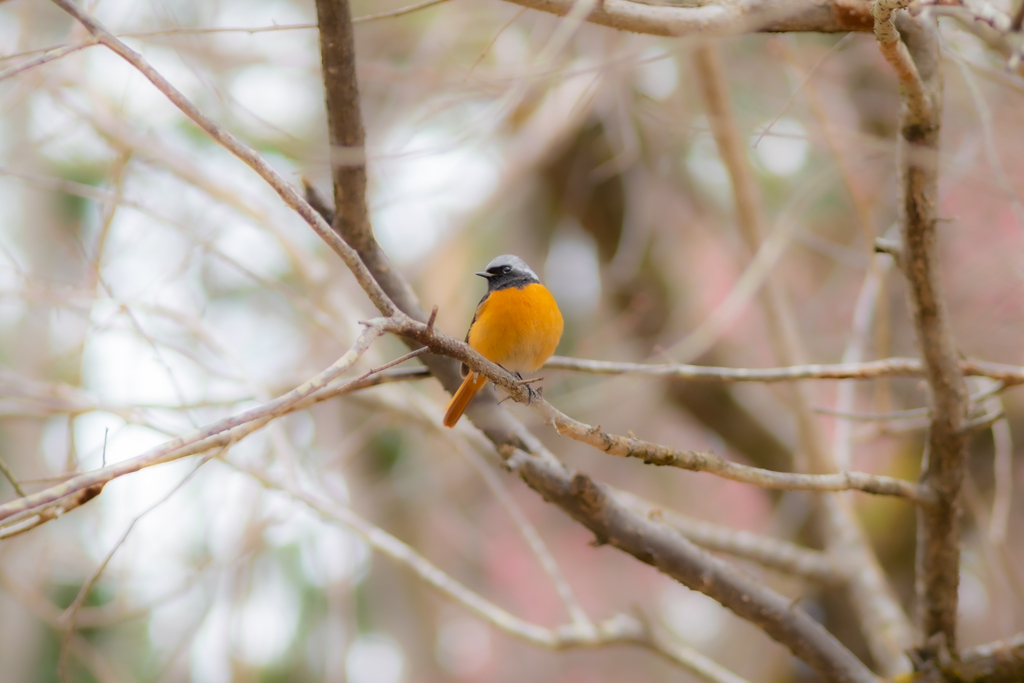 初めましてジョビタ君
