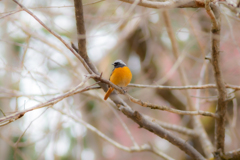 初めましてジョビタ君