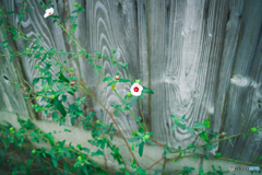 道端に咲いていた花