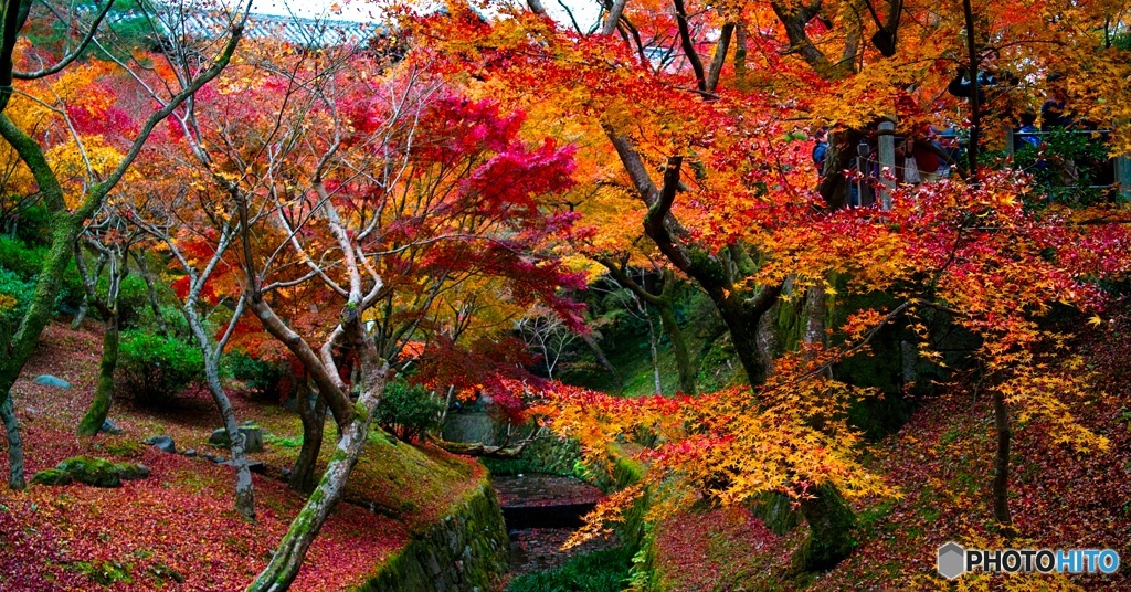 東福寺紅葉①