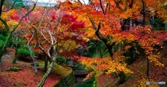 東福寺紅葉①