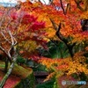 東福寺紅葉①