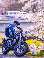 鉄馬青年桜吹雪