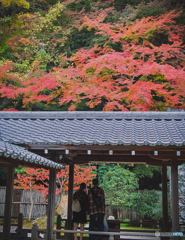 見惚れる紅葉