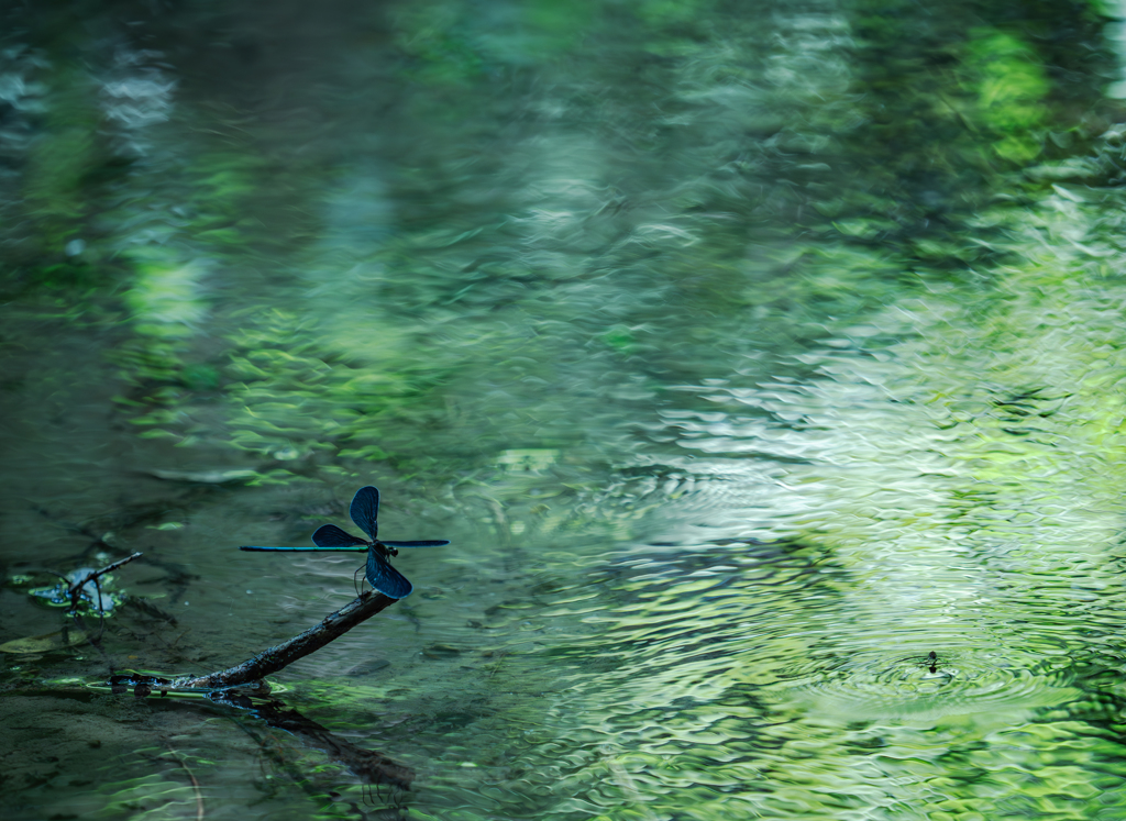 森の小川のハグロトンボ