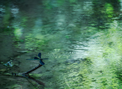 森の小川のハグロトンボ