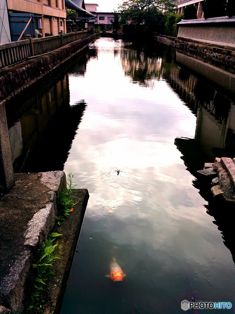 水路と鯉