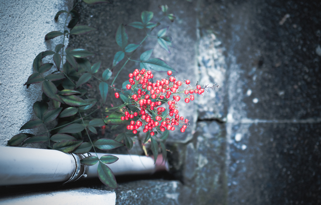 コンクリから生える南天