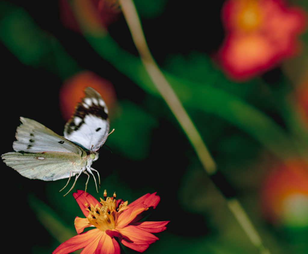 次の花へと飛んで行く