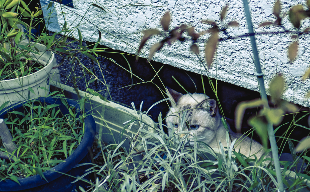 にゃんか暇だにゃ〜