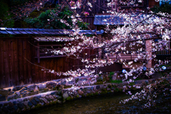 祇園のサクラ