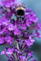 前から見たらアブの顔