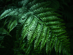 シダ植物だし