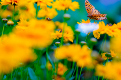 黄色い花がお気に入り