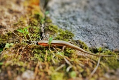 トカゲカワイイ♡