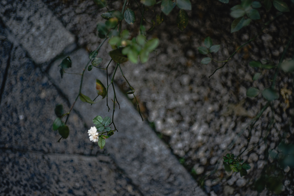 神社に咲いてた白い花