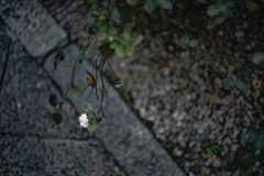 神社に咲いてた白い花