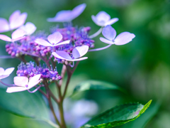 植物園の紫陽花