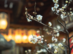 街中の小さな神社に咲く梅の花