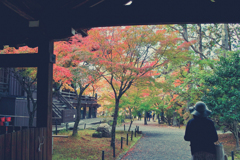 京都紅葉一人旅