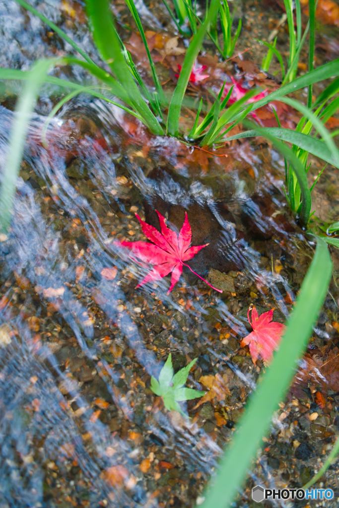 水路の紅葉