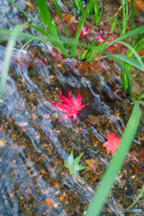 水路の紅葉