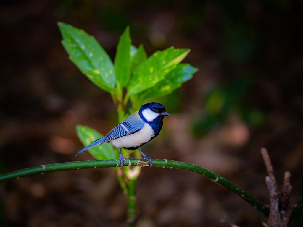 シジュウカラ最接近